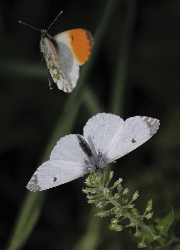 Anthocharis cardamines